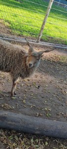 Gemeinsam im Tierpark
