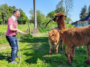 🦙️ Ein wunderschöner Vormittag auf der Alpaka Ranch in Berge 💛 5 🦙️ Ein wunderschöner Vormittag auf der Alpaka Ranch in Berge 💛